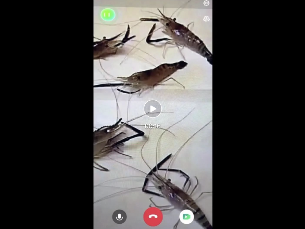 实测商汤实时音视频交互模型5o:“造假”齐白石《虾》一眼识破!